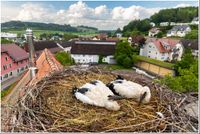 Junge Weißstörche im Nest auf Hausdach