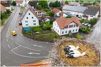 Junge Weißstörche im Nest auf einem Hausdach